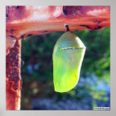 Monarch Chrysalis 2018 - Poster (Voorkant)