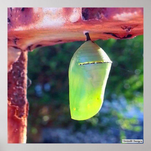Monarch Chrysalis 2018 - Poster (Voorkant)