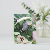 Monarch Chrysalis Briefkaart (Staand voorkant)