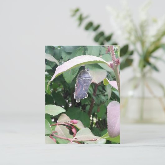 Monarch Chrysalis Briefkaart (Staand voorkant)