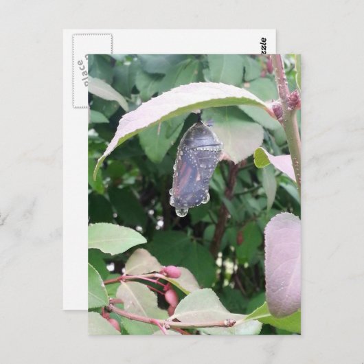 Monarch Chrysalis Briefkaart (Voorkant / Achterkant)