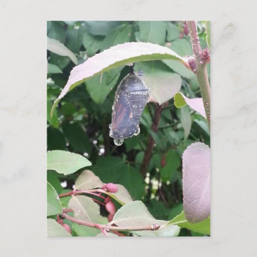 Monarch Chrysalis Briefkaart (Voorkant)