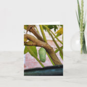 Monarch chrysalis notitiekaart (Voorkant)