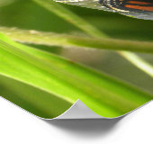 Monarch_Chrysalis_P9120583_cropcpyrt Poster (Hoek)