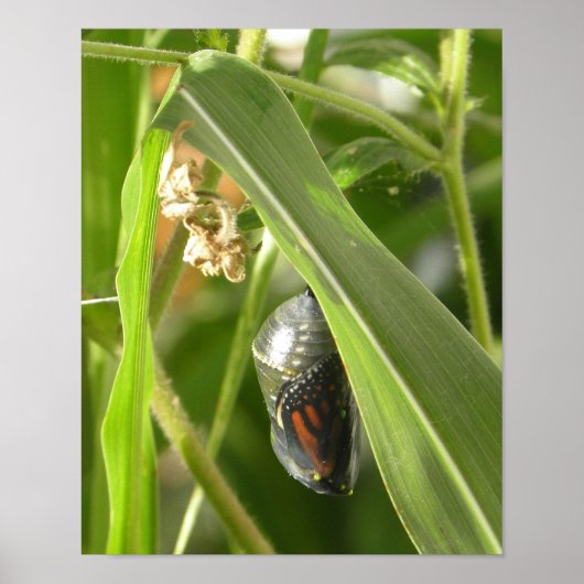 Monarch_Chrysalis_P9120583_cropcpyrt Poster (Voorkant)