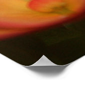 Monarch Chrysalis Poster (Hoek)