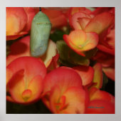 Monarch Chrysalis Poster (Voorkant)