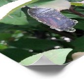 Monarch Chrysalis Poster (Hoek)