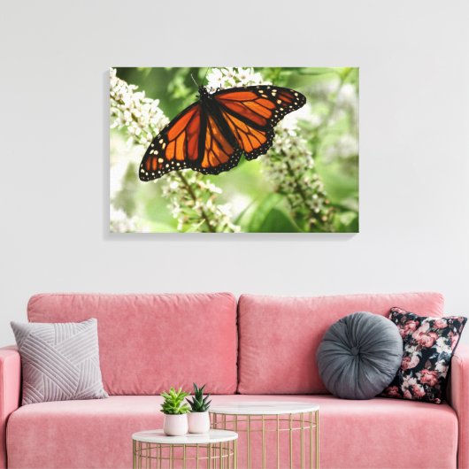 Monarch danst op melkwiet canvas afdruk (Insitu (Woonkamer))