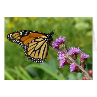 Monarch die Liatris voedert
