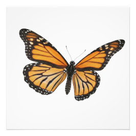 Monarch Drift Foto Afdruk