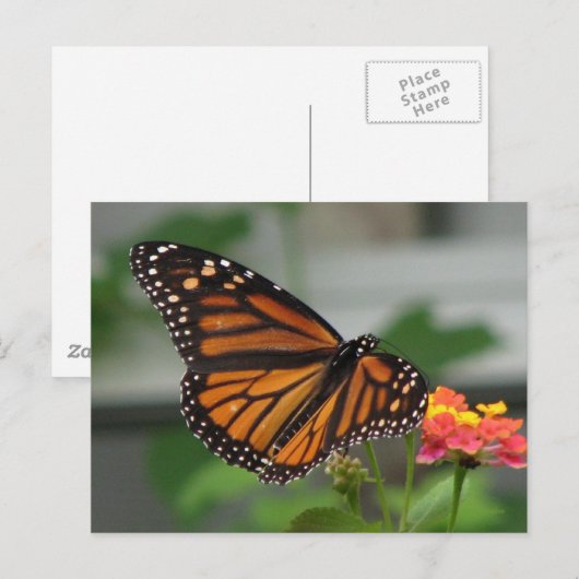 Monarch en Briefkaart van Lantana (Voorkant / Achterkant)