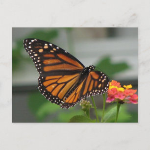 Monarch en Briefkaart van Lantana
