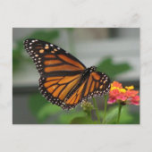 Monarch en Briefkaart van Lantana (Voorkant)