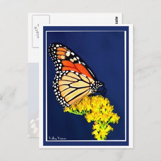 Monarch en gele strijd briefkaart (Voorkant / Achterkant)