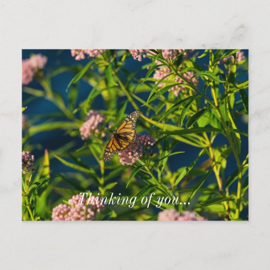 Monarch en melkroze denking van uw Briefkaart (Voorkant)