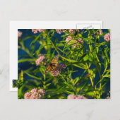 Monarch en molenroos briefkaart (Voorkant / Achterkant)