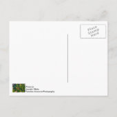 Monarch en molenroos briefkaart (Achterkant)