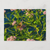 Monarch en molenroos briefkaart (Voorkant)