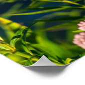 Monarch en molenroos poster (Hoek)