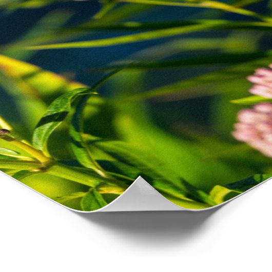 Monarch en molenroos poster (Hoek)