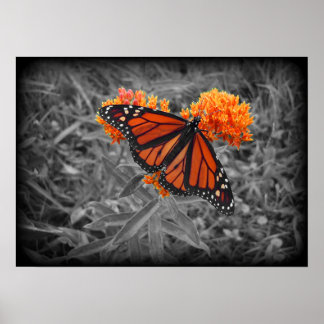 Monarch en monochrome Poster