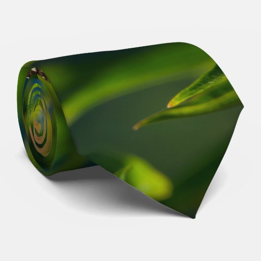 Monarch en Stropdas van moes (Opgerold)