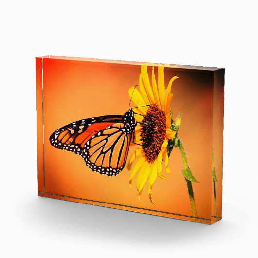 Monarch en zonnebloem fotoblokken (Rechts)