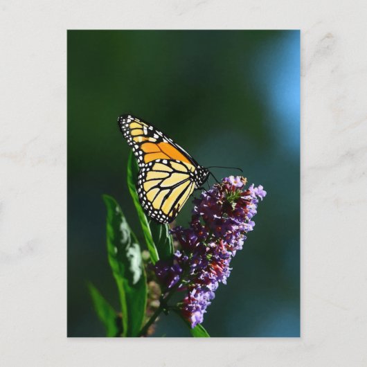 Monarch Flutters Verticaal Briefkaart (Voorkant)