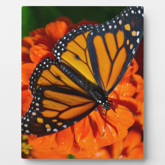 Monarch Fotoplaat (Voorkant)