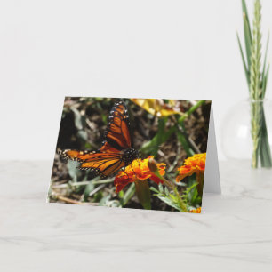 Monarch & Goudsbloem Kaart