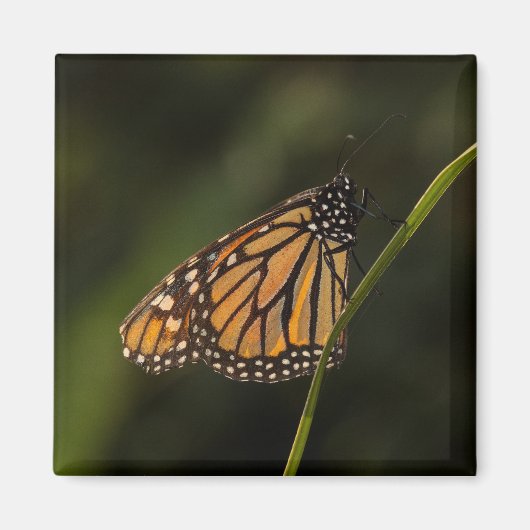 Monarch in achterlicht magneet (Voorkant)