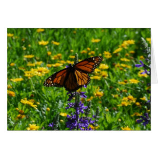 Monarch in de Meadow