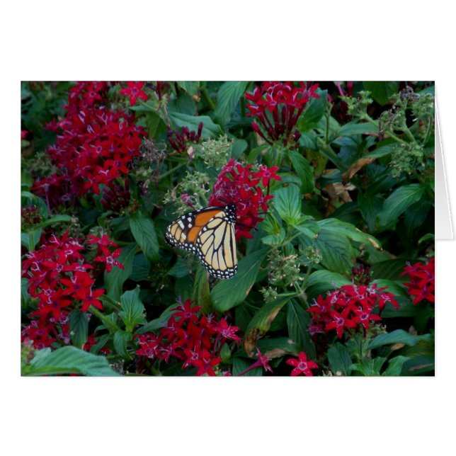 Monarch in Motion (Voorkant Horizontaal)