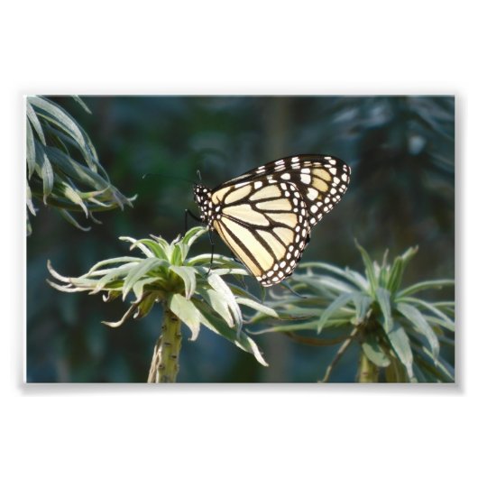 Monarch in wachttijd foto afdruk (Voorkant)