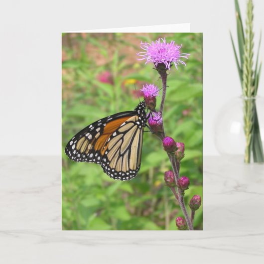 Monarch/Liatris Kaart (Voorkant)