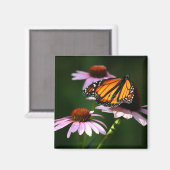 monarch magneet (Voorkant / Achterkant)