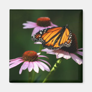monarch magneet