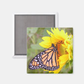 Monarch Magneet (Voorkant / Achterkant)