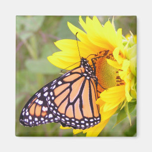 Monarch Magneet