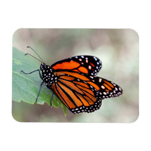 Monarch Magneet