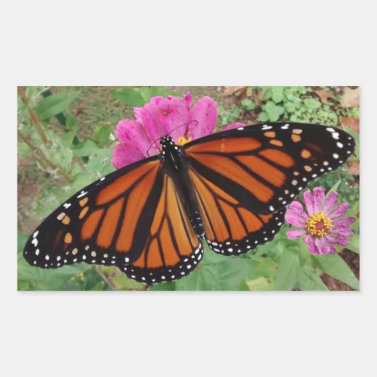 Monarch met uitspreiding over Roze Zinnia Rechthoekige Sticker (Voorkant)
