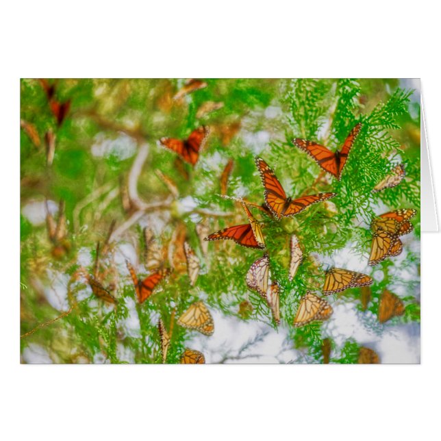 Monarch Montage (Voorkant Horizontaal)