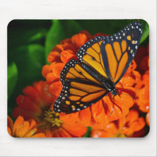 Monarch Muismat