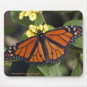 Monarch Muismat