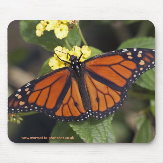 Monarch Muismat (Voorkant)