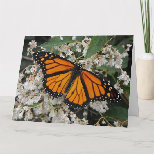 Monarch of Milkweed Butterfly Bedankkaart (Voorkant)