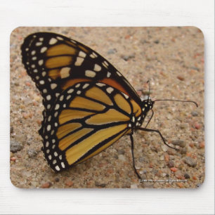 Monarch onderweg muismat