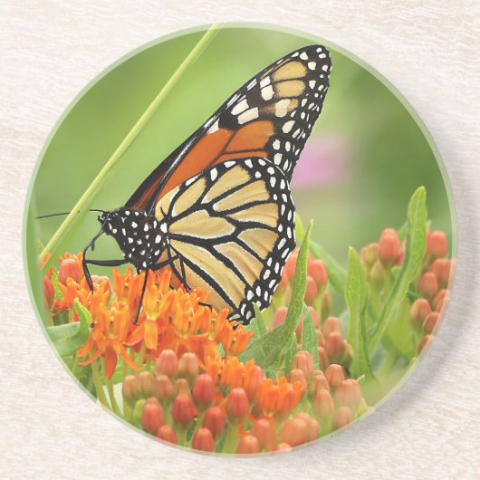 Monarch op Butterfly Weed Zandsteen Onderzetter (Voorkant)