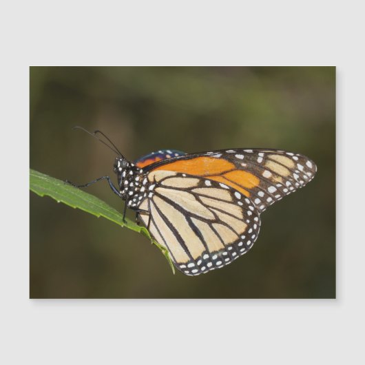 Monarch op een blad (Voorkant)